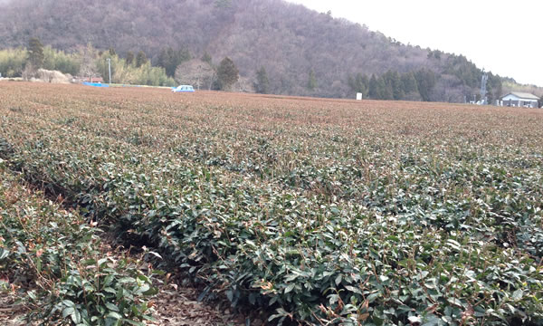 60aの荒廃した茶園からスタート