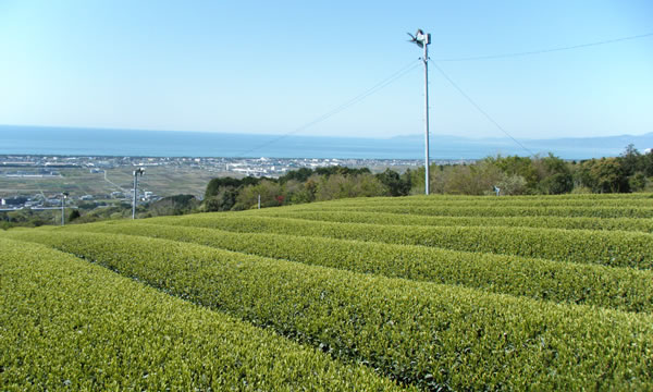 おもてなしの文化を忘れないために