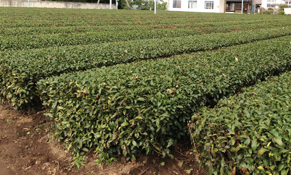 茨城を代表する緑茶農園
