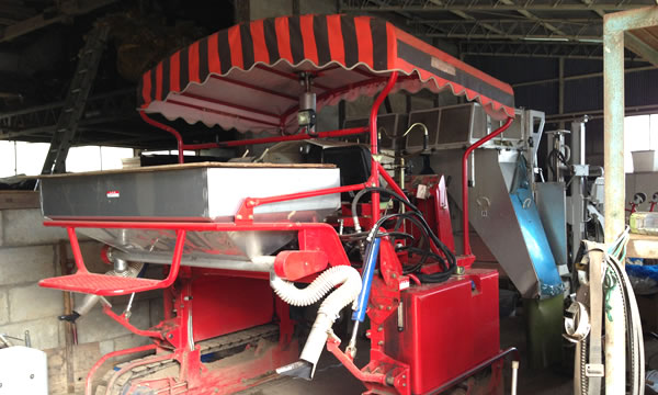 足跡の見える緑茶製造