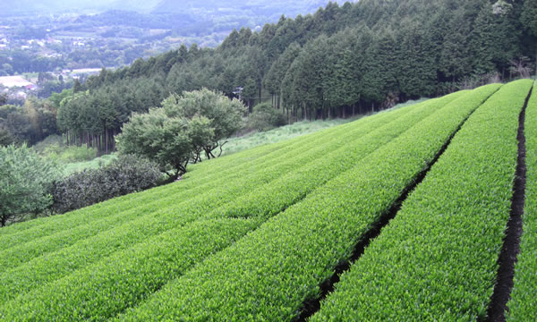 秦野の緑茶農園パイオニア