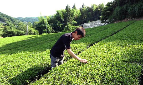 ふたたび緑茶の文化を広めていきたい