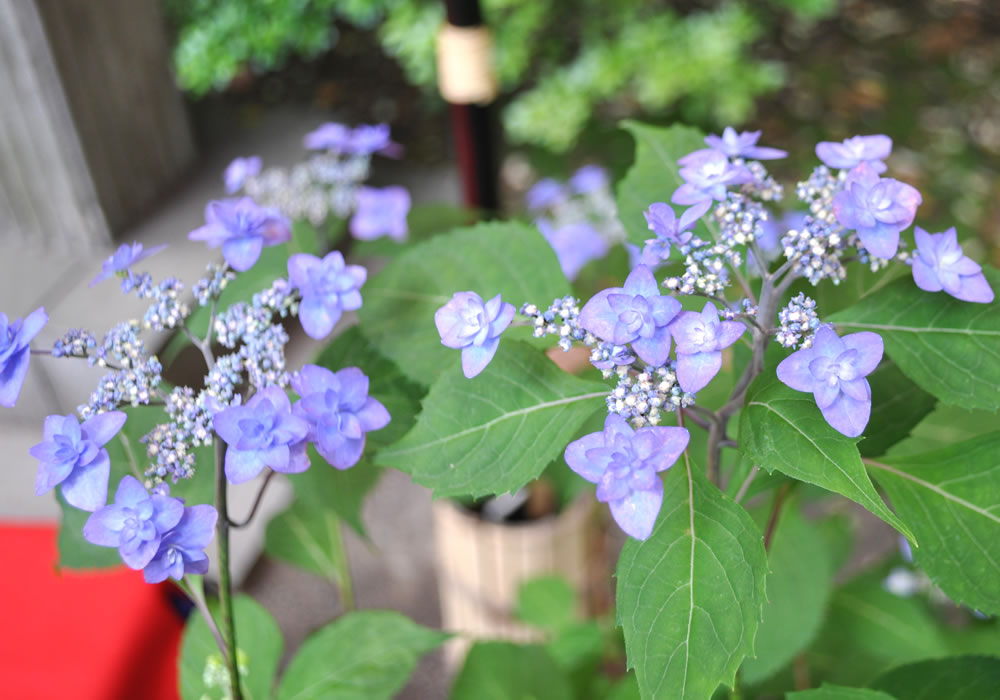 白石さんの和菓子に対するこだわりはありますか？