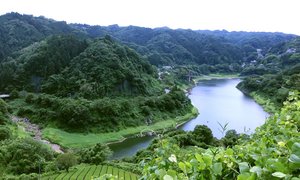 自然の恵みがもたらす月ヶ瀬の大和茶