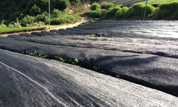 茶師として目指すものとは何か